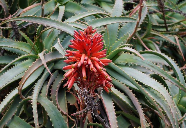 aloe for leaky gut Leaky Gut Bundle main image 1